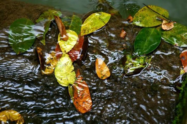 water-and-leaves